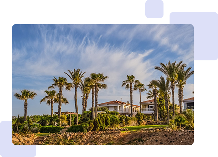 A large palm tree filled yard with bushes.